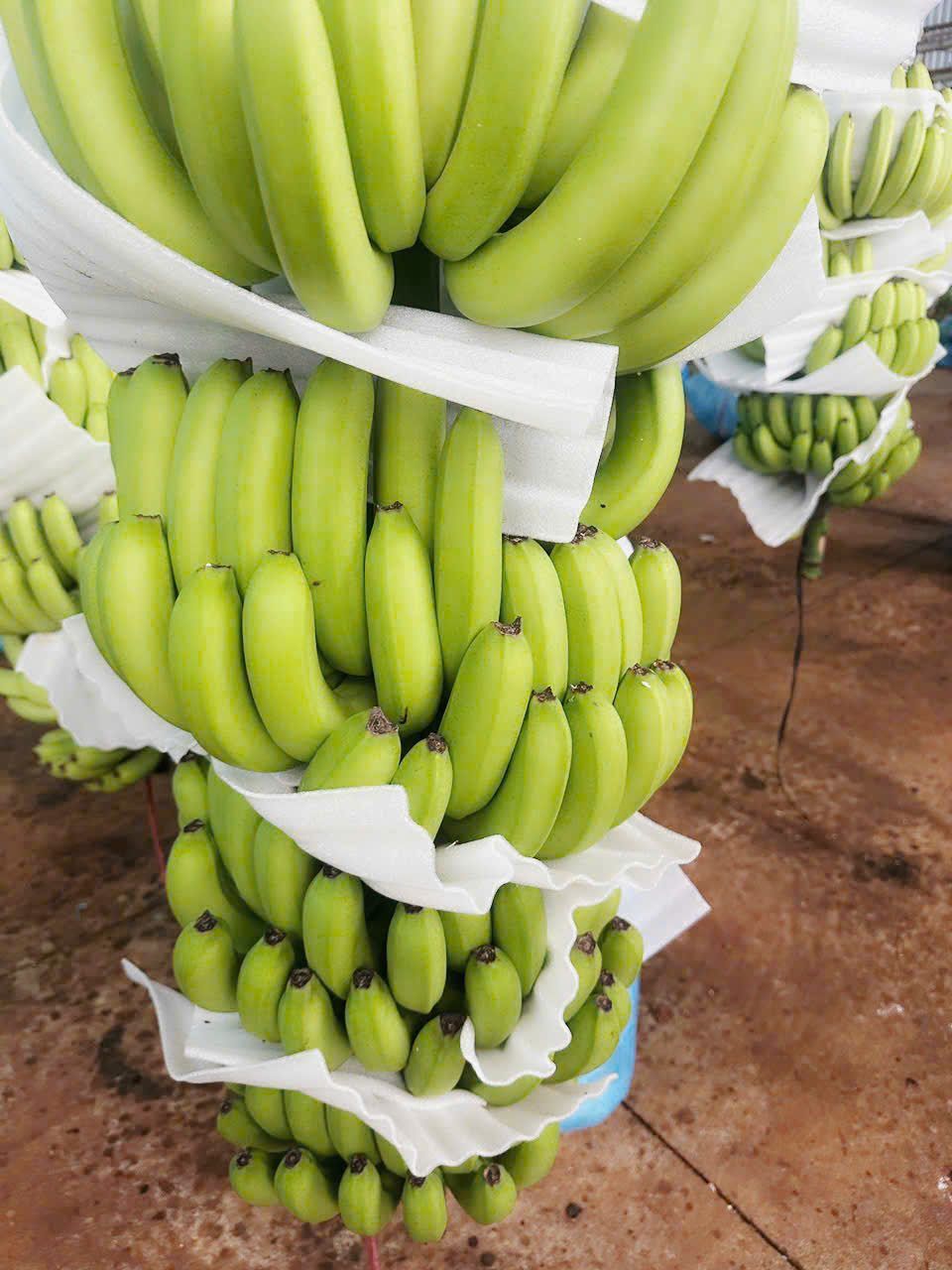 Banana plantation, Gia Lai